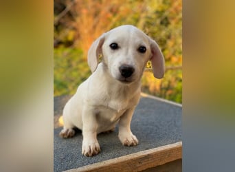 Fusilli, geb. ca. 08/2025, lebt in GRIECHENLAND, auf einer privaten Pflegestelle