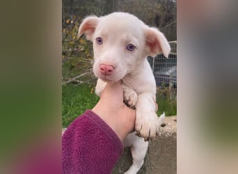 Toffifee, geb. ca. 10/2025, lebt in GRIECHENLAND, auf einer privaten Pflegestelle