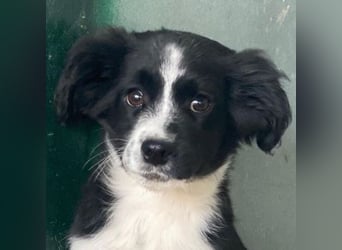 Tux, geb. ca.09/2025, lebt in GRIECHENLAND, auf einer privaten Pflegestelle