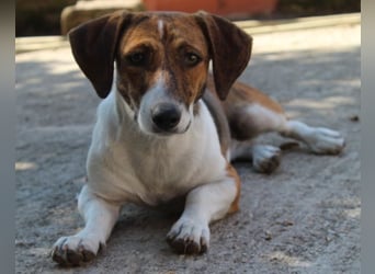 Tanu, geb. ca. 11/2024, lebt in GRIECHENLAND, auf einer privaten Pflegestelle