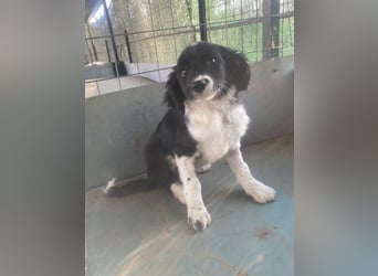 Ada, 09/2025, lebt in GRIECHENLAND, auf einer privaten Pflegestelle