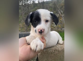 Hanuta, geb. ca. 10/2025, lebt in GRIECHENLAND, auf einer privaten Pflegestelle