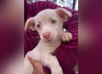 Toffifee, geb. ca. 10/2025, lebt in GRIECHENLAND, auf einer privaten Pflegestelle