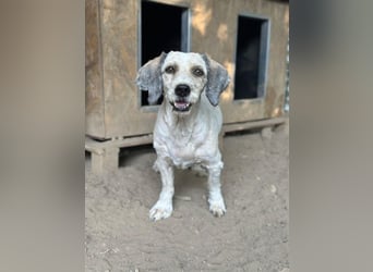 Petunia, geb. ca. 07/2017, lebt in GRIECHENLAND, auf einer privaten Pflegestelle