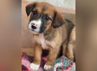 Pinkie, geb. ca. 11/2025, lebt in GRIECHENLAND, im städt. Tierheim Serres