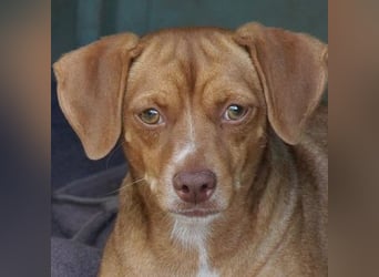 Ed, geb. 03.09.2022, lebt in GRIECHENLAND, auf einer privaten Pflegestelle