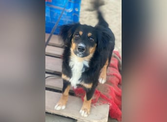 Gnocchi, geb. ca. 07/2025, lebt in GRIECHENLAND, auf einer privaten Pflegestelle