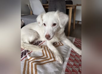 Holiday, geb. ca. 07/2024, lebt auf einer Pflegestelle in 24114 Kiel, Vermittlungshilfe