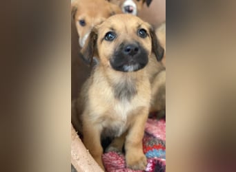 Monica, geb. ca. 11/2025, lebt in GRIECHENLAND, im städt. Tierheim Serres