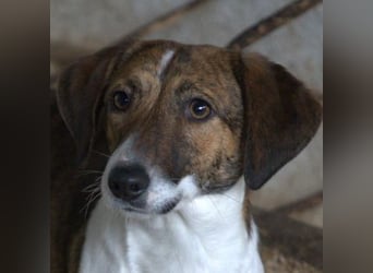 Tanu, geb. ca. 11/2024, lebt in GRIECHENLAND, auf einer privaten Pflegestelle