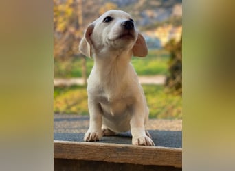 Fusilli, geb. ca. 08/2025, lebt in GRIECHENLAND, auf einer privaten Pflegestelle