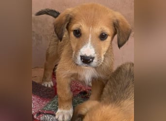 Sanna, geb. ca. 11/2025, lebt in GRIECHENLAND, im städt. Tierheim Serres