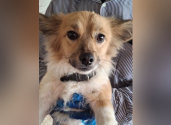 Klara, geb. ca. 04/2024, lebt in GRIECHENLAND, auf einer privaten Pflegestelle