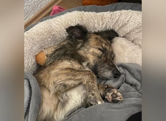 Herbie, geb. ca. 08/2022, lebt auf einer Pflegestelle in 78048 Villingen-Schwenningen