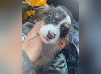 Mäuselchen, geb. ca. 10/2025, lebt in GRIECHENLAND, auf einer privaten Pflegestelle