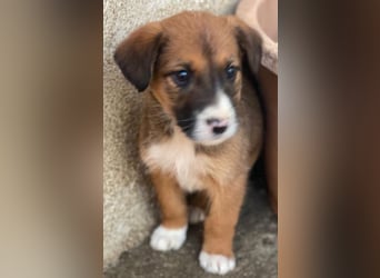 Pinkie, geb. ca. 11/2025, lebt in GRIECHENLAND, im städt. Tierheim Serres