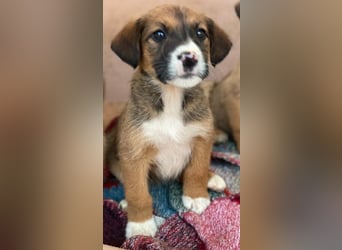 Pinkie, geb. ca. 11/2025, lebt in GRIECHENLAND, im städt. Tierheim Serres