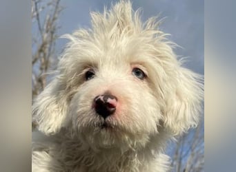 Elli, geb. ca. 08/2025, lebt in GRIECHENLAND, im städt. Tierheim Serres