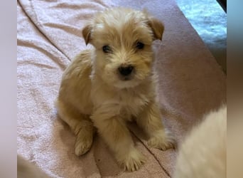 Norberta, geb. ca. 11/2025, lebt in GRIECHENLAND, auf einer privaten Pflegestelle