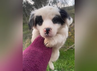 Corny, geb. ca. 10/2025, lebt in GRIECHENLAND, auf einer privaten Pflegestelle