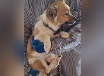 Klara, geb. ca. 04/2024, lebt in GRIECHENLAND, auf einer privaten Pflegestelle