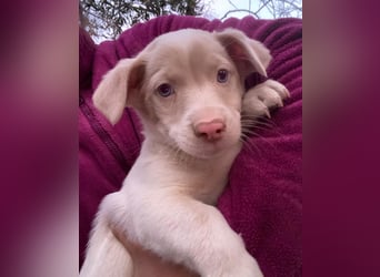 Balisto, geb. ca. 10/2025, lebt in GRIECHENLAND, auf einer privaten Pflegestelle