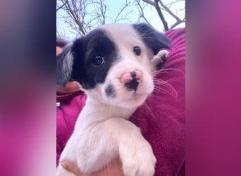 Hanuta, geb. ca. 10/2025, lebt in GRIECHENLAND, auf einer privaten Pflegestelle