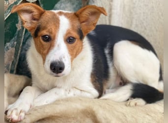 Freydis, geb. ca. 07/2025, lebt in GRIECHENLAND, im städt. Tierheim Serres