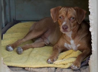 Ed, geb. 03.09.2022, lebt in GRIECHENLAND, auf einer privaten Pflegestelle