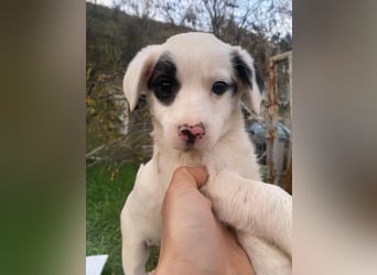 Katjes, geb. ca. 10/2025, lebt in GRIECHENLAND, auf einer privaten Pflegestelle