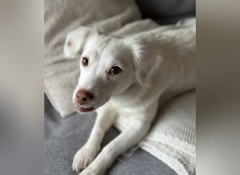 Holiday, geb. ca. 07/2024, lebt auf einer Pflegestelle in 24114 Kiel, Vermittlungshilfe