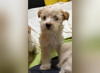 Norberta, geb. ca. 11/2025, lebt in GRIECHENLAND, auf einer privaten Pflegestelle