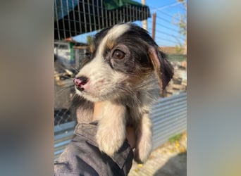 Mäuselchen, geb. ca. 10/2025, lebt in GRIECHENLAND, auf einer privaten Pflegestelle