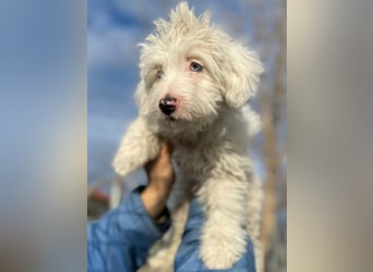 Elli, geb. ca. 08/2025, lebt in GRIECHENLAND, im städt. Tierheim Serres