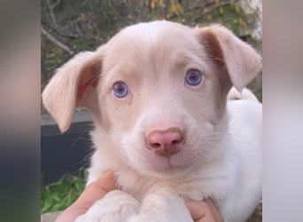 Balisto, geb. ca. 10/2025, lebt in GRIECHENLAND, auf einer privaten Pflegestelle