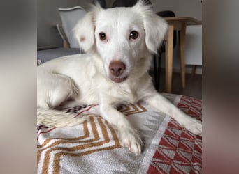 Holiday, geb. ca. 07/2024, lebt auf einer Pflegestelle in 24114 Kiel, Vermittlungshilfe