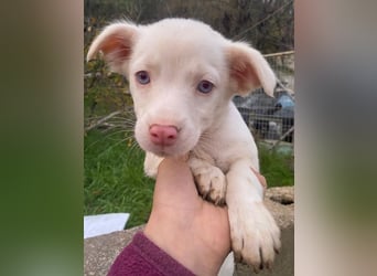 Toffifee, geb. ca. 10/2025, lebt in GRIECHENLAND, auf einer privaten Pflegestelle