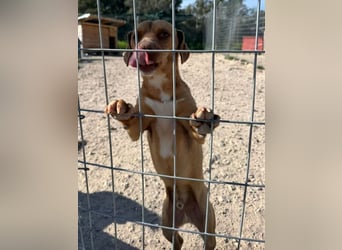 Ed, geb. 03.09.2022, lebt in GRIECHENLAND, auf einer privaten Pflegestelle