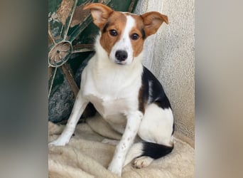 Freydis, geb. ca. 07/2025, lebt in GRIECHENLAND, im städt. Tierheim Serres