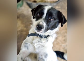 Skittles, geb. ca. 12/2023, lebt in GRIECHENLAND, auf einer privaten Pflegestelle