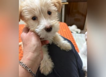 Norberta, geb. ca. 11/2025, lebt in GRIECHENLAND, auf einer privaten Pflegestelle