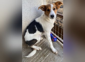 Freydis, geb. ca. 07/2025, lebt in GRIECHENLAND, im städt. Tierheim Serres