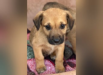 Monica, geb. ca. 11/2025, lebt in GRIECHENLAND, im städt. Tierheim Serres