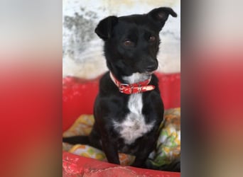  Misty, geb. ca. 11/2023, lebt in GRIECHENLAND, auf einer privaten Pflegestelle