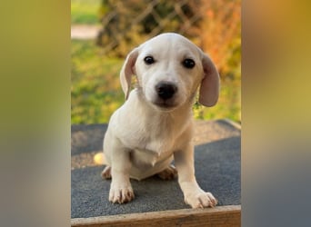 Fusilli, geb. ca. 08/2025, lebt in GRIECHENLAND, auf einer privaten Pflegestelle