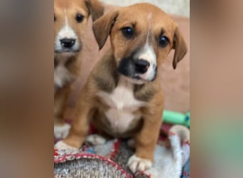 Kelana, geb. ca. 11/2025, lebt in GRIECHENLAND, im städt. Tierheim Serres