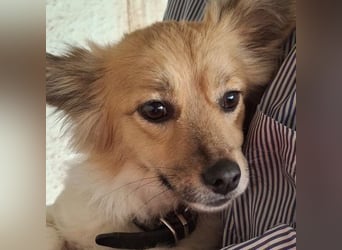 Klara, geb. ca. 04/2024, lebt in GRIECHENLAND, auf einer privaten Pflegestelle