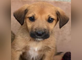 Cavallo, geb. ca. 11/2025, lebt in GRIECHENLAND, im städt. Tierheim Serres