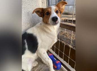 Freydis, geb. ca. 07/2025, lebt in GRIECHENLAND, im städt. Tierheim Serres