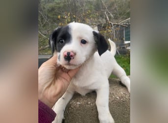 Hanuta, geb. ca. 10/2025, lebt in GRIECHENLAND, auf einer privaten Pflegestelle